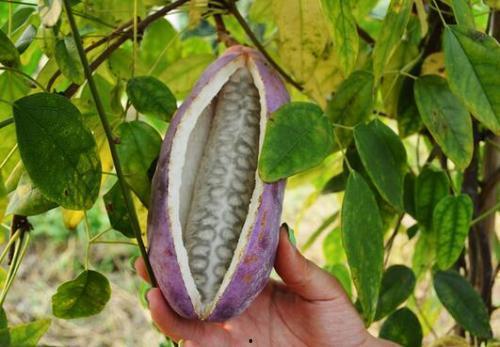 自己吃八月瓜的视频大全,视频大全带你领略田园风味