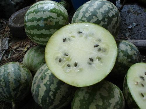 圆形瓜怎么吃最好吃视频,视频教你如何吃出最佳口感