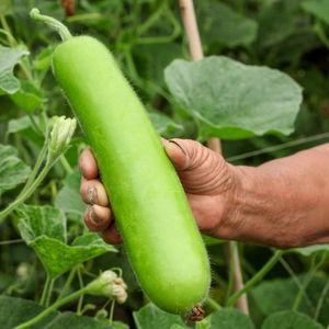 瓠瓜可以刷碗吃吗视频讲解,刷碗清洁好帮手