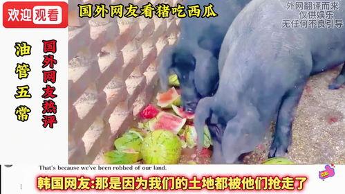 给猪吃瓜视频在线观看网站,跟随镜头，一起探索猪儿们的快乐食光