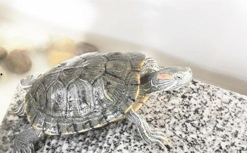 小乌龟吃瓜搞笑段子视频,欢乐搞笑一幕再现