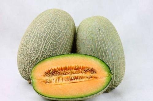 鸵鸟吃哈密瓜好吗视频,一场奇妙的味蕾之旅