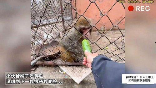 女子吃瓜变猴子视频,神奇视频引发网友热议