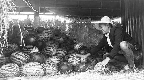 松北吃瓜群众事件视频,网络围观下的社会现象解析