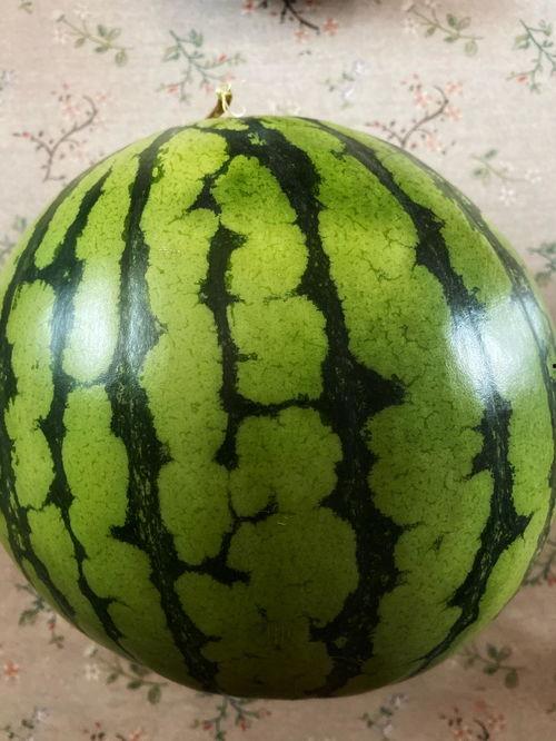 吃瓜表演视频大全可爱,可爱吃瓜表演视频大盘点