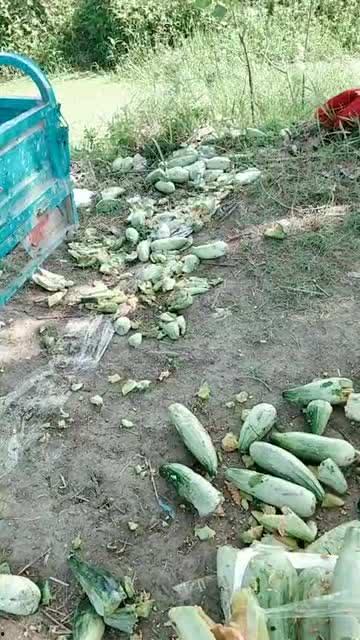 爸妈吵架吃瓜现场视频播放,吃瓜群众围观