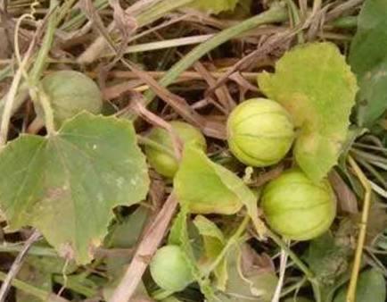 马泡瓜叶子可以吃吗视频,营养丰富的绿色食材