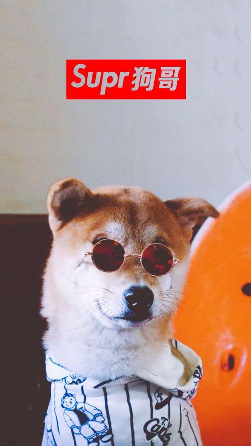 二狗子直播吃瓜视频大全,揭秘娱乐圈幕后真相