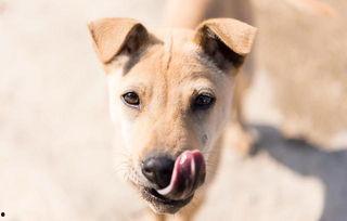 狗可不可以吃喜子瓜呢视频,狗狗的禁忌美食还是美味佳肴？