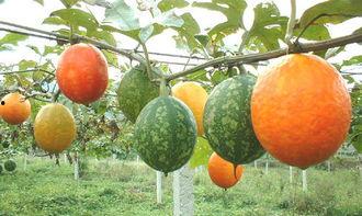 小孩子吃吊瓜视频,趣味视频萌翻网友